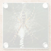 暗い中のくもの巣上の黄色の庭のクモ ガラスコースター (裏面)