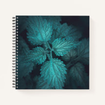 暗い刺すようなイラクサ自然写真