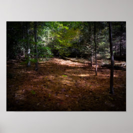 暗い森の中で晴れ ポスター