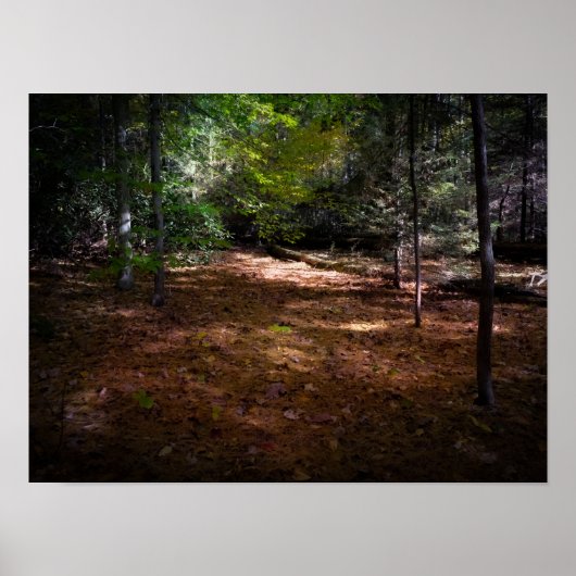 暗い森の中で晴れ ポスター (正面)