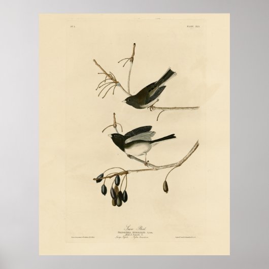 暗い目のユンコ – オードボンの鳥たちアメリカ出身 ポスター (正面)