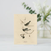 暗い目のユンコ – オードボンの鳥たちアメリカ出身 ポストカード (スタンド正面)