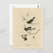 暗い目のユンコ – オードボンの鳥たちアメリカ出身 ポストカード (正面/裏面)