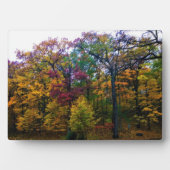 暗い秋の森 フォトプラーク (正面)