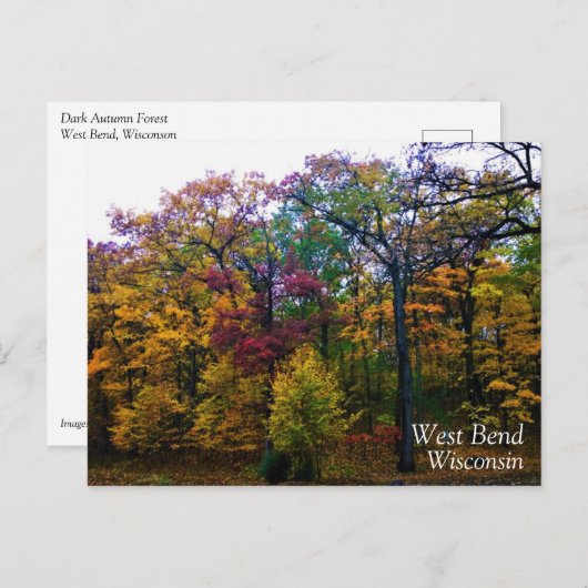 暗い秋の森 ポストカード (正面/裏面)