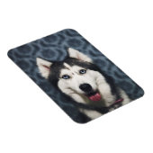 暗い背景でポーズをとるハスキーの子犬 マグネット (右側)