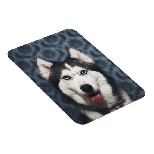 暗い背景でポーズをとるハスキーの子犬 マグネット (右側)