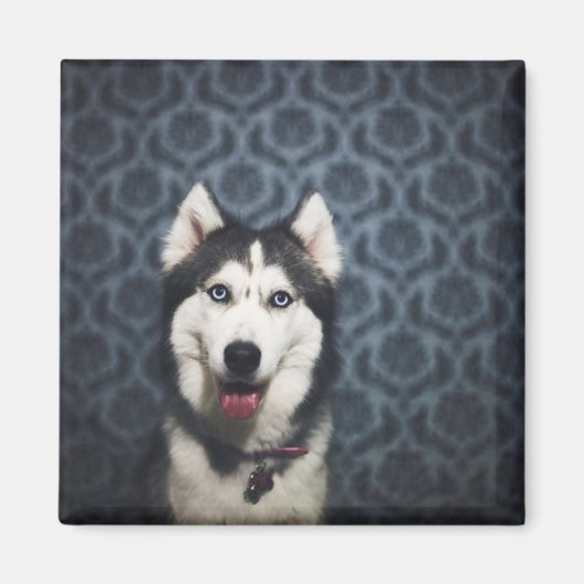 暗い背景でポーズをとるハスキーの子犬 マグネット (正面)