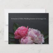 暗い背景にピンクの牡丹 セーブザデート (裏面)