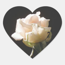 暗い背景のクリーム色バラ