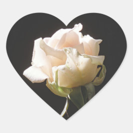 暗い背景のクリーム色バラ ハートシール