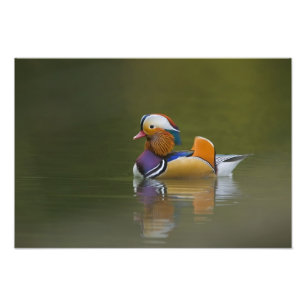 暗い背景の野生のオシドリ(Aix galericulata) フォトプリント