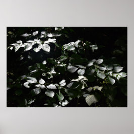 暗い葉 ポスター