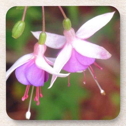 暗い赤紫色花 コースター (正面)