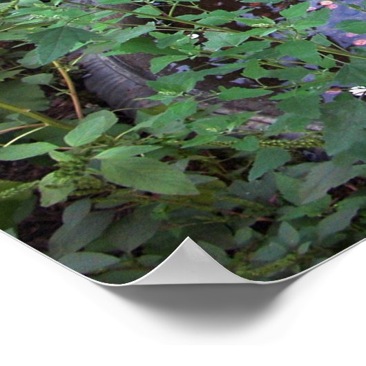 暗い願い ポスター (角)