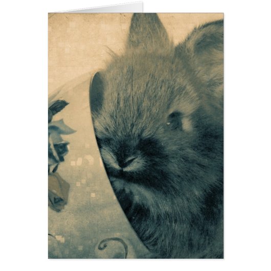 暗くなった古いバニーの写真すべての行事 (正面)