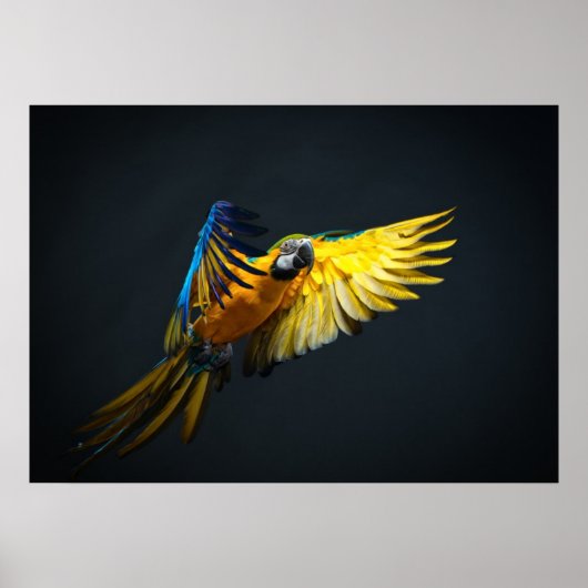 暗カラフルい飛んでいる背景の上のアラ ポスター (正面)