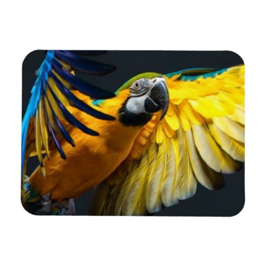 暗カラフルい飛んでいる背景の上のアラ マグネット (横)