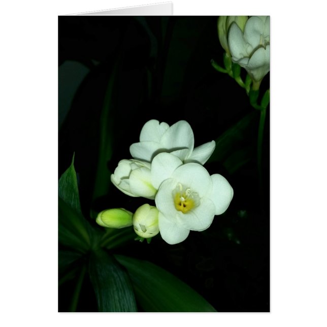 暗白熱［赤熱］光を放つい中で (正面)