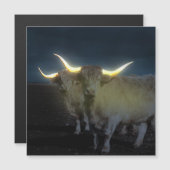 暗白熱［赤熱］光を放つい磁気カードのハイランド牛 (正面/裏面)