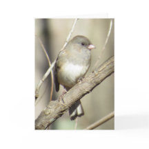 暗目のユキヒメドリの挨拶状