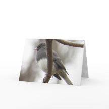 暗目のユキヒメドリの挨拶状