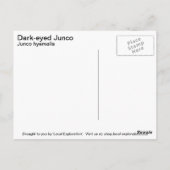 暗目のユキヒメドリ ポストカード (裏面)