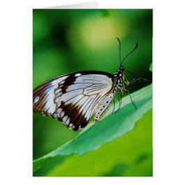 暗褐色と灰色の蝶