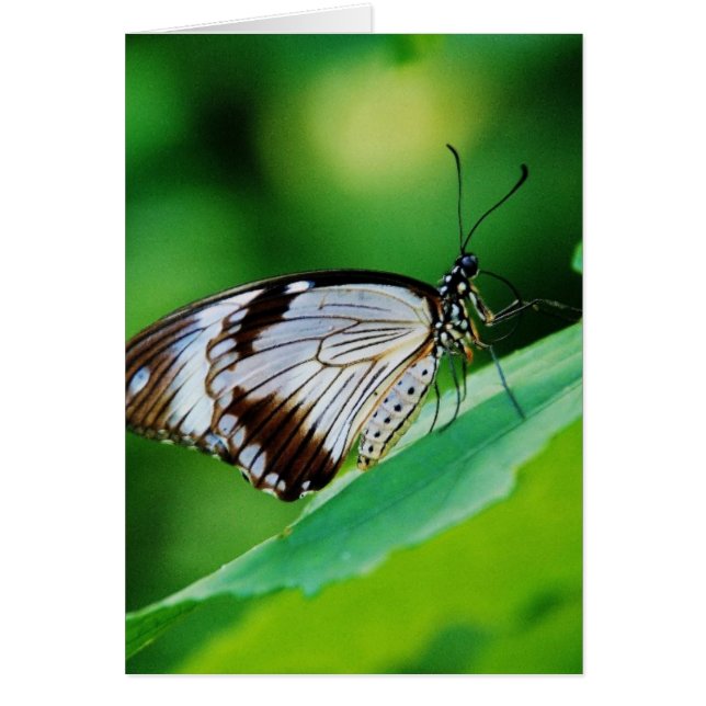 暗褐色と灰色の蝶 (正面)