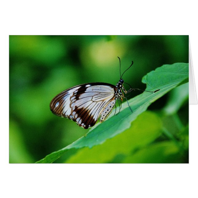 暗褐色と灰色の蝶 (正面横)