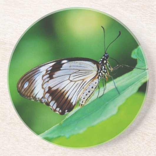 暗褐色と灰色の蝶 コースター (正面)