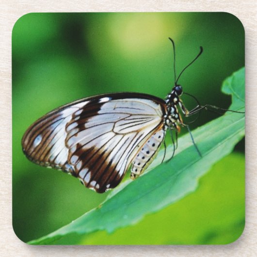暗褐色と灰色の蝶 コースター (正面)