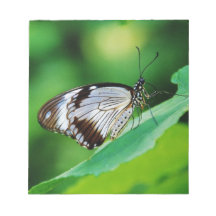 暗褐色と灰色の蝶