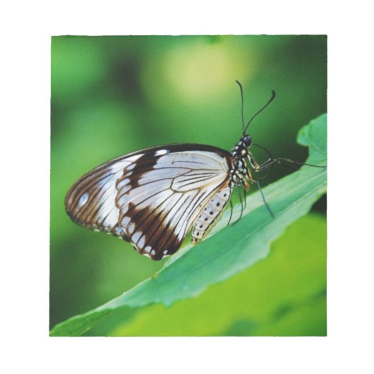 暗褐色と灰色の蝶 ノートパッド (正面)