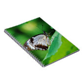 暗褐色と灰色の蝶 ノートブック (右側)