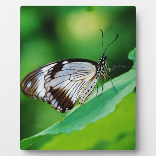 暗褐色と灰色の蝶 フォトプラーク (正面)