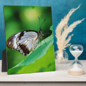 暗褐色と灰色の蝶 フォトプラーク (側面)