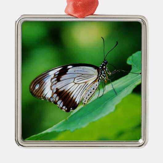 暗褐色と灰色の蝶 メタルオーナメント (正面)