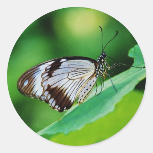 暗褐色と灰色の蝶 ラウンドシール (正面)