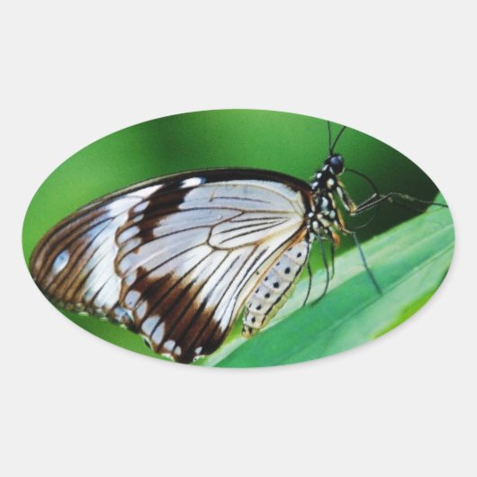 暗褐色と灰色の蝶 楕円形シール (正面)