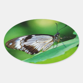 暗褐色と灰色の蝶 楕円形シール