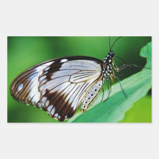 暗褐色と灰色の蝶 長方形シール (正面)