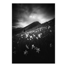 暗闇に白い水仙の花