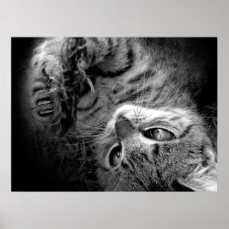 暗闇の中の猫 ポスター