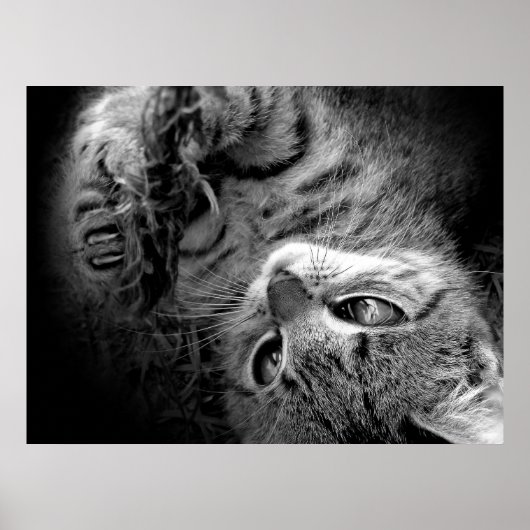 暗闇の中の猫 ポスター (正面)