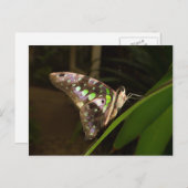 暗闇の中 – 蝶は葉の上に座って ポストカード (正面/裏面)