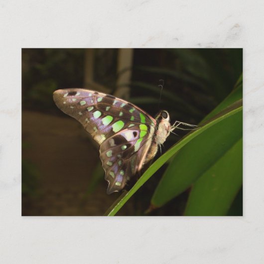 暗闇の中 – 蝶は葉の上に座って ポストカード (正面)