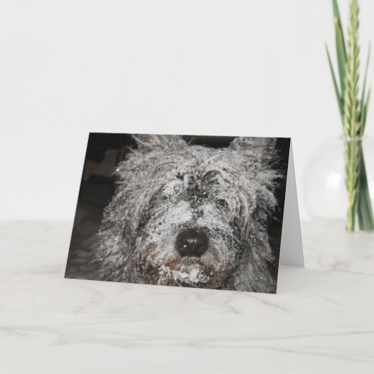 曇らされたケルン シーズンカード (正面)