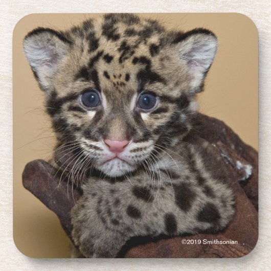 曇らせていたヒョウカブス コースター (正面)