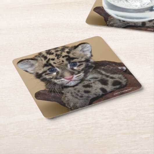 曇らせていたヒョウカブス スクエアペーパーコースター (アングル)